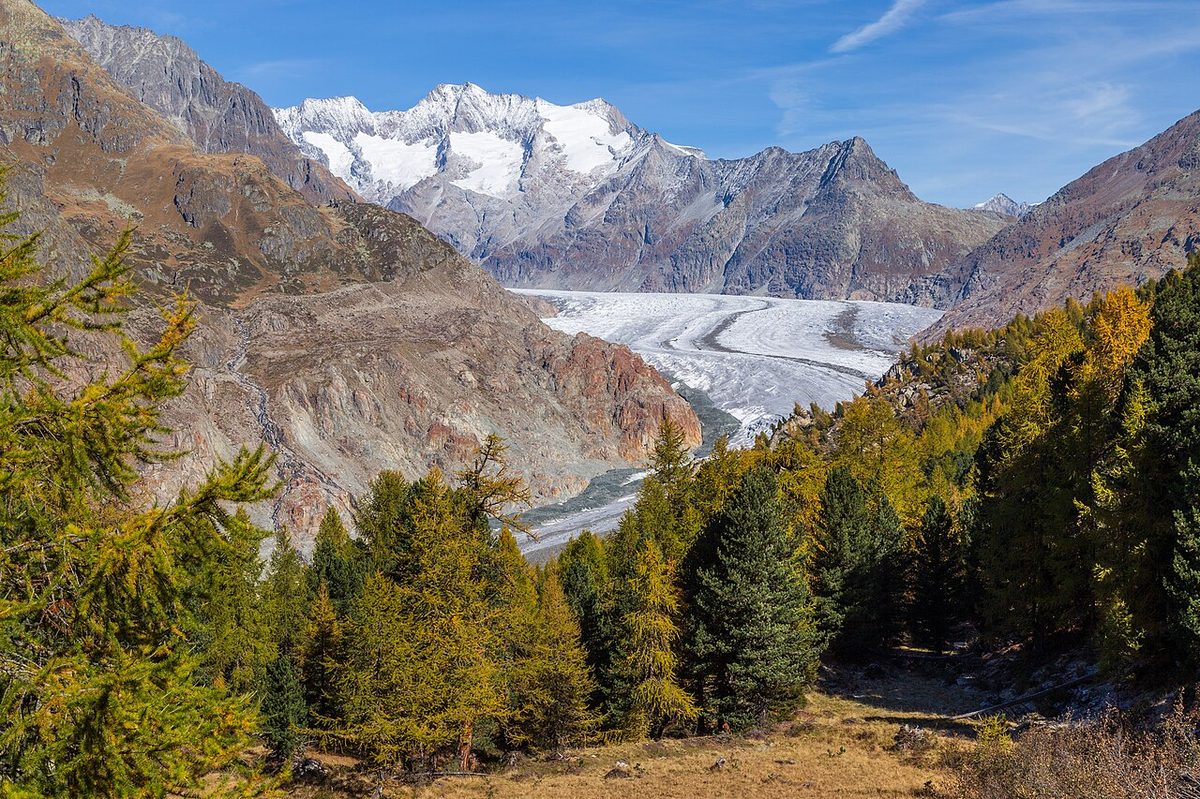 Golden larches and stone pines of the Aletsch forest in autumn with the Aletsch Glacier behind