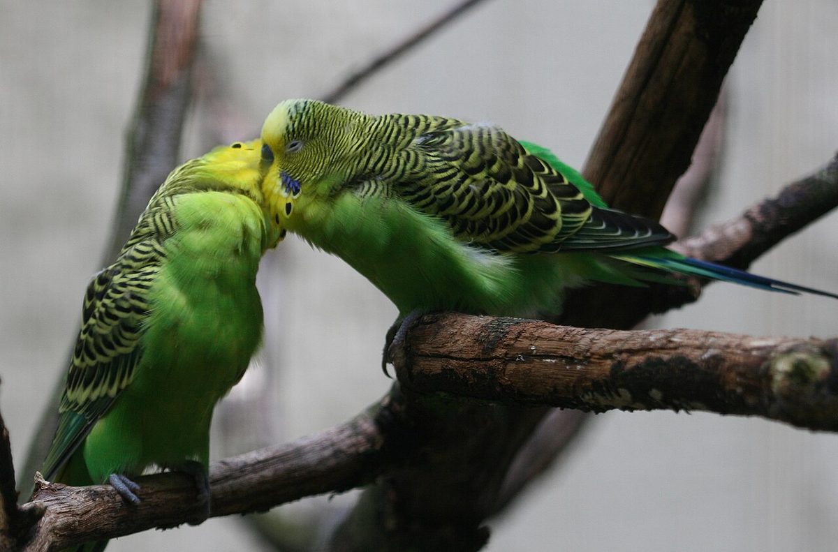 A pair of green budgerigars sitting together on a branch