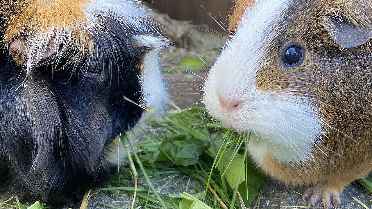 Two guinea pigs eating dandelion leaves side by side in their enclosure